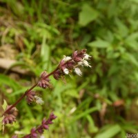 Pogostemon heyneanus Benth.